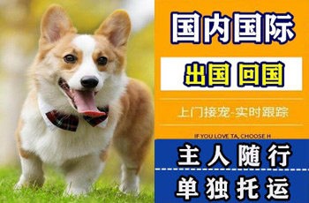 湘西州宠物托运公司湘西州宠物托运公司湘西州宠物托运公司