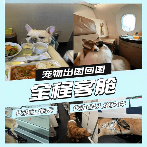 湘西州宠物托运到白俄罗斯宠物入境规定和要求